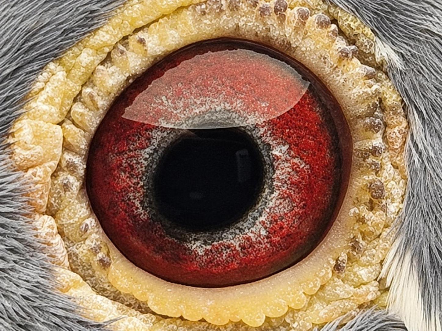 Pigeon eye